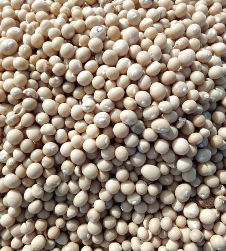 bera beans